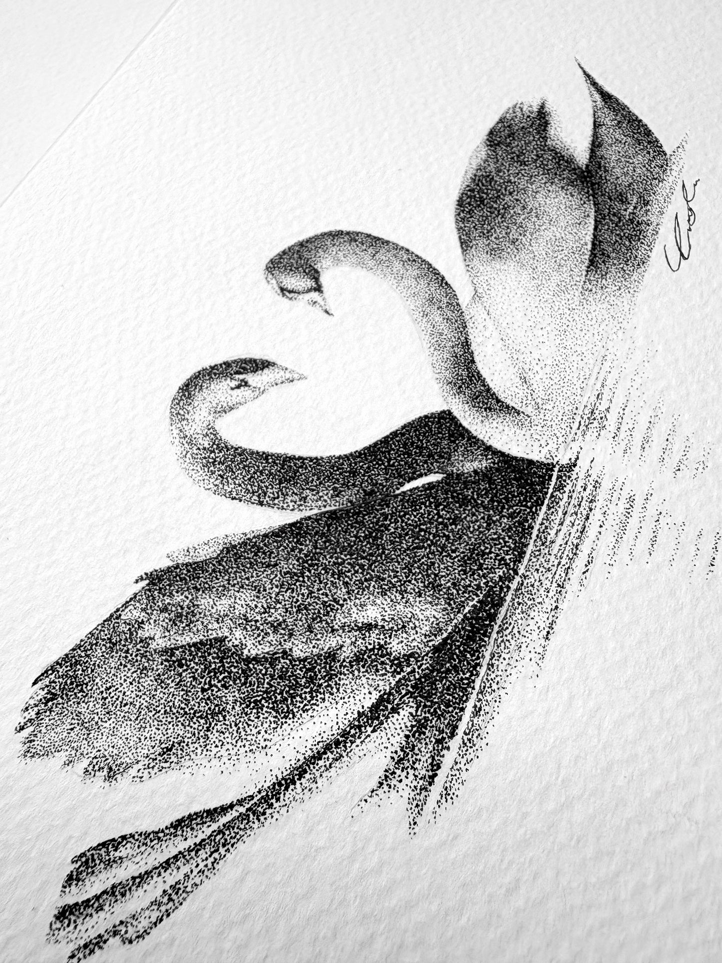 Love Birds