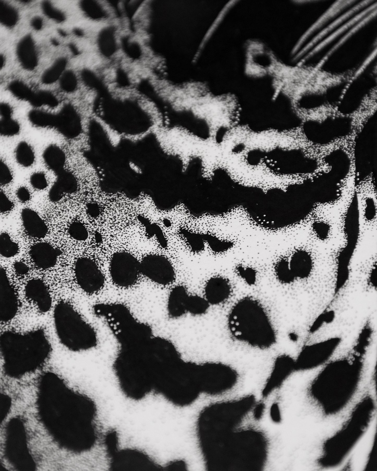 Unique Markings
